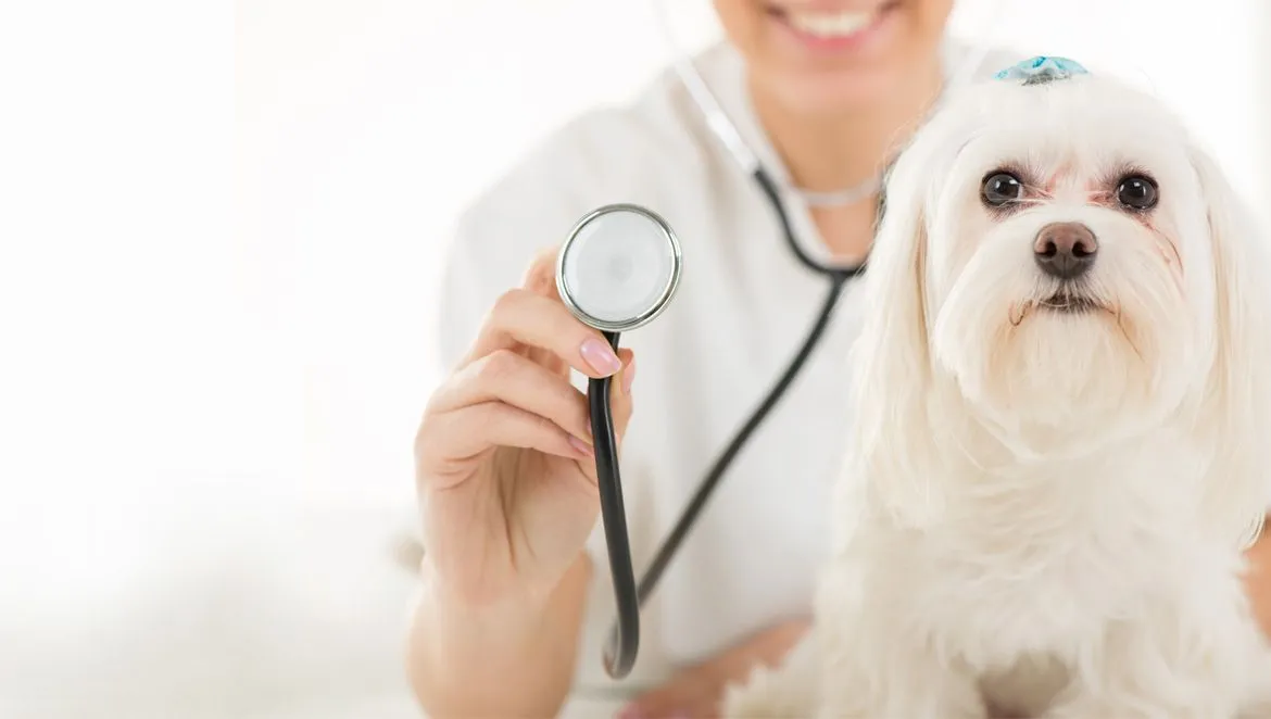 Veterinarian examining a small dog with a stethoscope — Minnesota Veterinary Associates