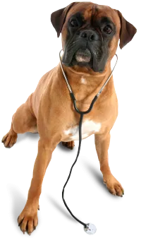 Dog wearing a stethoscope — friendly care at Minnesota Veterinary Associates